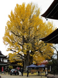 飛騨高山　国分寺の大銀杏　１１月２０日 2020/11/23 14:23:01