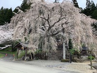 お花見　４月２日　飛騨萩原 2021/04/11 23:34:07