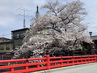 桜　満開　市街地 2021/04/13 22:52:49