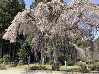お花見　枝垂れ桜 2021/04/16 13:56:25