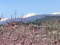 散歩道　4月15日 2021/04/19 23:26:01