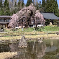 高山市　清見町　西光寺の枝垂れ桜　4月20日 2021/04/20 21:48:59