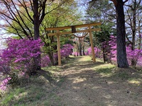 飛騨一宮　水無神社　お旅山のコバノミツバツツジ 2021/04/25 23:28:20