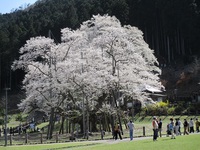 薄墨桜　3月31日 2021/04/02 23:06:12