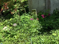 散歩道　花の森　5月29日 2021/05/31 23:04:38