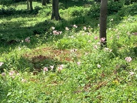 花の森のササユリ　6月２４日 2021/06/29 23:33:31