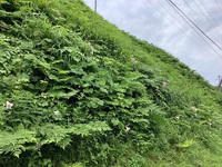 ササユリの自生地　高山市滝町 2021/06/30 16:59:17
