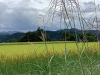散歩道　秋　秋　秋　9月15日 2021/09/15 22:35:56