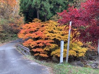 紅葉　宇津江四十八滝と　飛騨の里　11月6日 2021/11/09 16:45:35