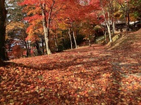 紅葉も落葉に　　冬が近づいてきました。 2021/11/12 21:44:30