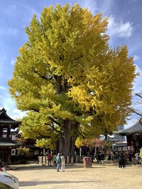 国分寺の大銀杏　黄葉始まりました。 2021/11/20 14:49:56