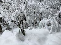 今年最後の日　雪　積もりました。 2022/01/02 00:13:56