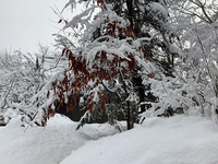 重い雪　2月28日 2022/03/11 21:25:32
