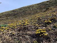 散歩道　３月の花 2022/04/05 16:09:54
