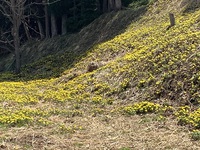 散歩道　福寿草　見納め　４月１０日 2022/04/12 15:45:26