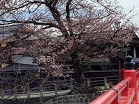 散歩道　市街地の桜　見頃になりました。 2022/04/13 23:48:33