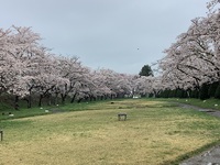 雨の桜見物　 2022/04/17 12:21:45