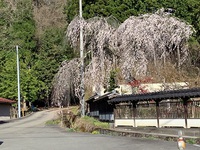 散歩道　４月１９日 2022/04/23 22:39:24