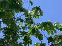 郷土料理　朴葉ずし 2022/06/15 13:51:02