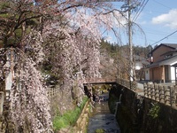 一人お花見　４月１４日 2020/04/16 10:53:35