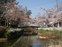 散歩道　まだお花見 2020/04/29 11:11:34