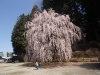 散歩道　一人お花見　4月24日　（25日） 2020/04/25 22:26:54