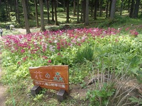 花の森のクリンソウ　6月5日 2020/06/09 14:23:18