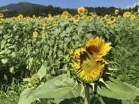アルコピアひまわり園での1日【8月11日】 2019/08/11 22:12:19