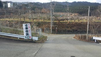 堤果樹園【りんご】
