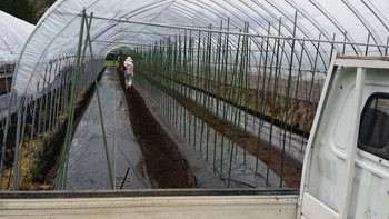 トマトの定植はじまりました【飛騨トマト】