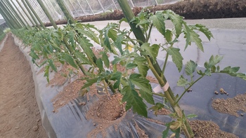 トマトの定植はじまりました【飛騨トマト】