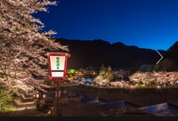 5月5日まで奥飛騨栃尾温泉では「栃尾温泉桜ライトアップ」が開催中です！