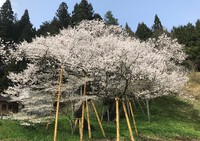 高山市一之宮町の「臥龍桜」を見てきました！