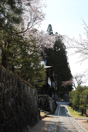 4月15日 飛騨高山の桜情報 東山遊歩道も 濃飛バス