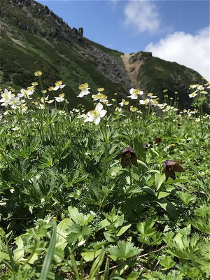 乗鞍畳平 気温１６度 お花畑満開 バスガイド日記 濃飛バス