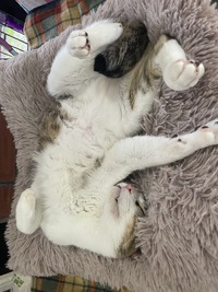 雨の日の猫達✨