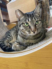 キョロくん