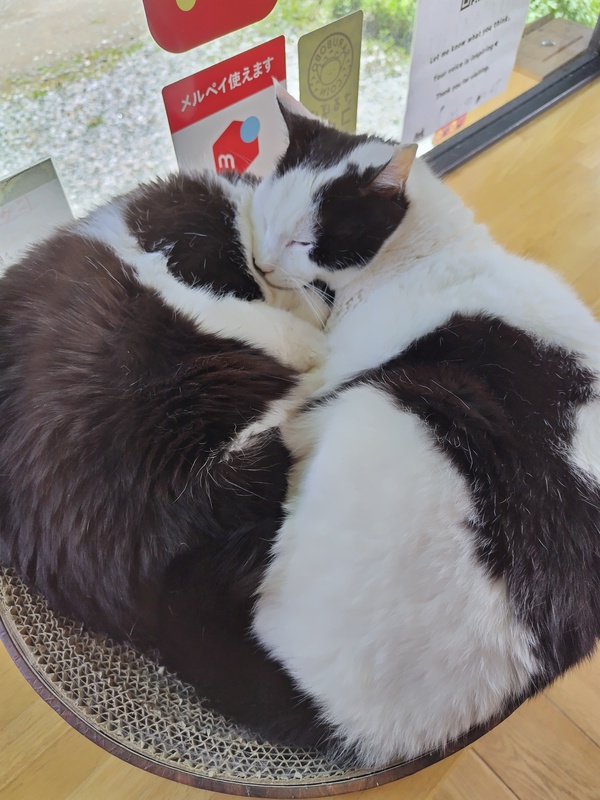 ニャンモナイトのねこ団子