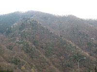 こぶし咲く・・・