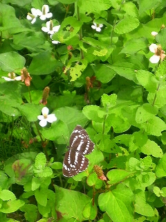 夏の散歩