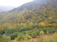 紅葉情報【奥飛騨温泉郷】