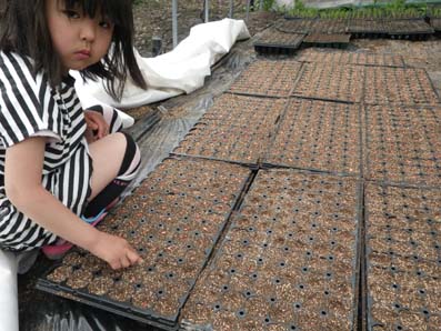 とうもろこし【2012】vol.10