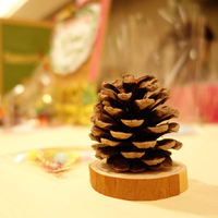 まつぼっくりでクリスマスツリー作り　in金沢エコフェスタ２０１４ 2014/11/20 08:16:08