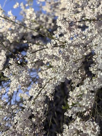 桜を見にまたあの場所へ。。。