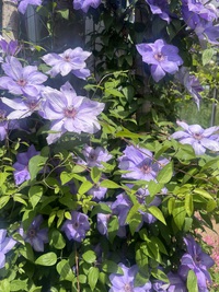 花盛り