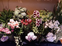 【小さな花屋 F】今週の入荷