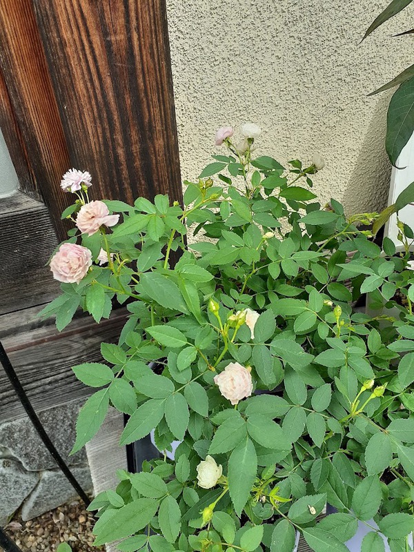 小さな花屋 F 秋の花の苗 小さな花屋 F