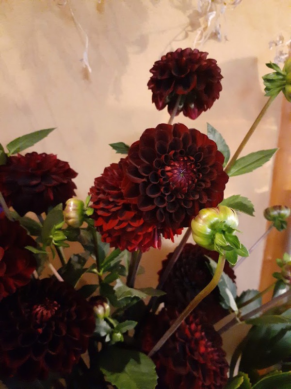 小さな花屋 F】ダリア 'ノアール'のブーケを販売いたします 小さな花屋 F】ダリア 'ノアール'のブーケを販売いたします