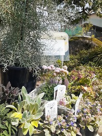 【小さな花屋 F】鉢物、入荷しました。
