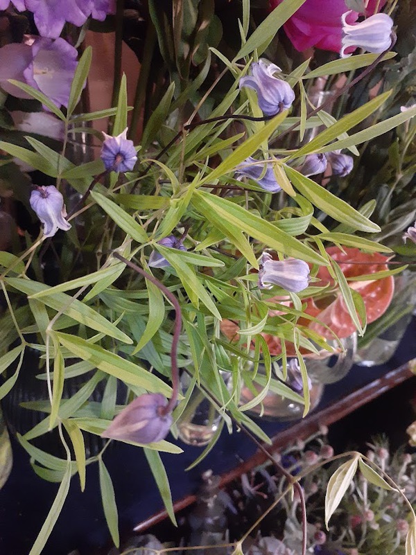 【小さな花屋 F】本日の入荷と店頭の様子